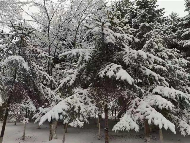 吉林日报 三月飞雪,吉林再披“水墨渲染装”