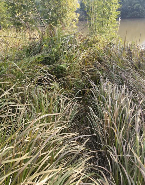 钓鱼|工作多年后，却发现：原来我的半条命，是钓鱼佬给的