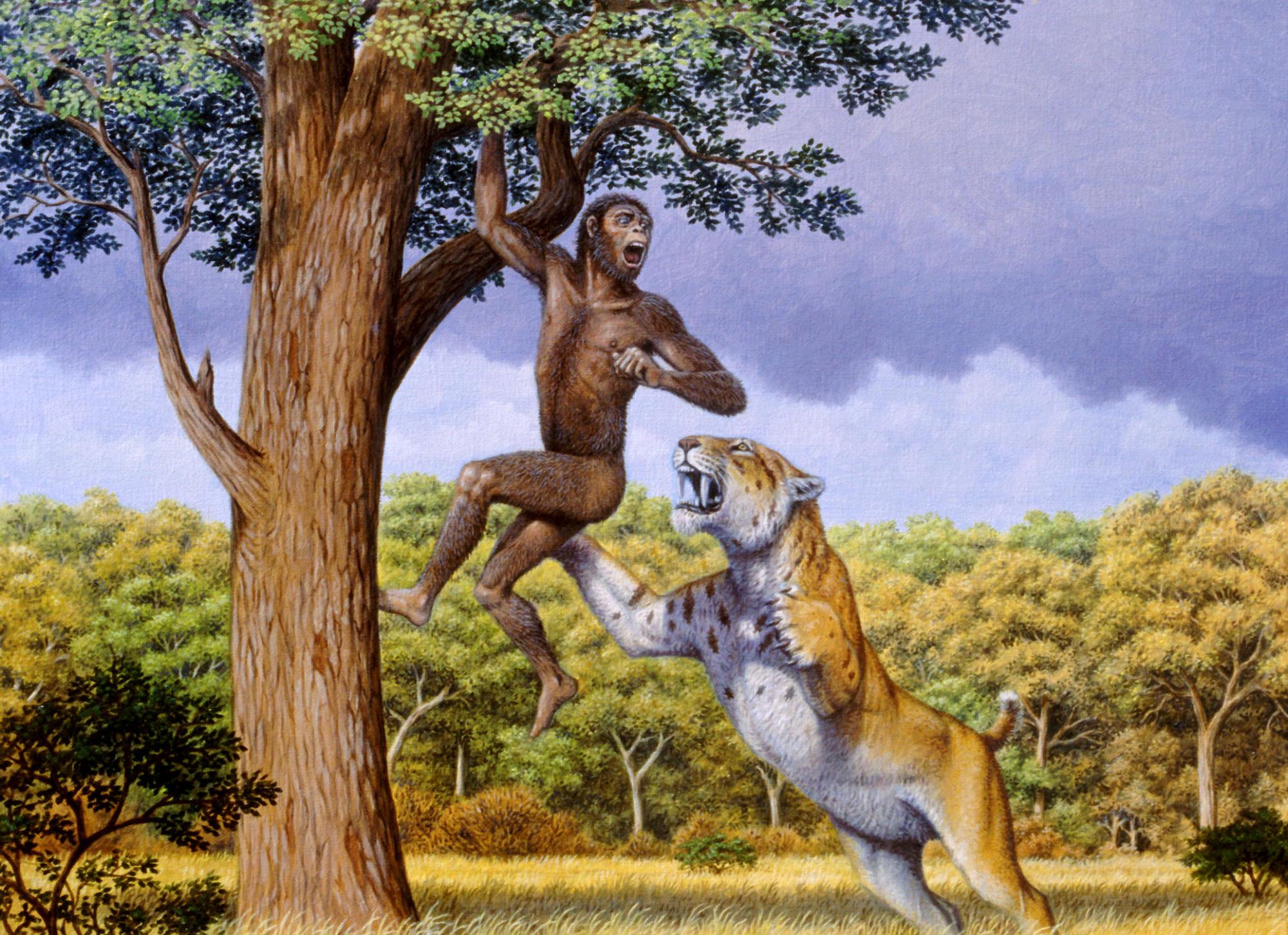 猩猩|人类这么弱，连猩猩都打不过，人类祖先是怎么活下来的？