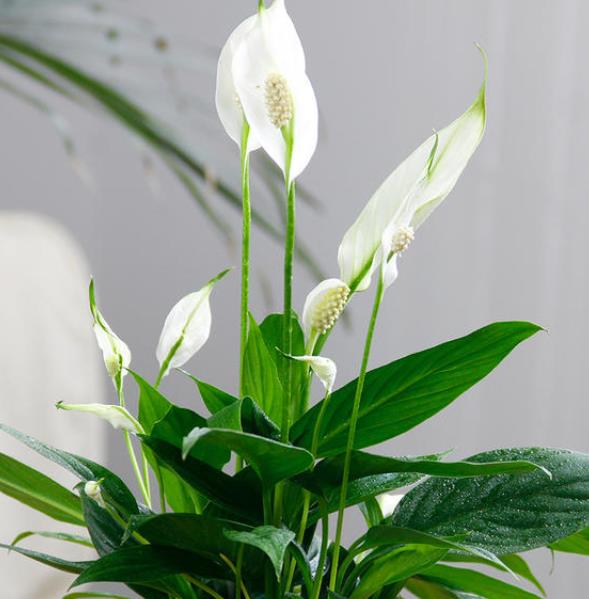 刚装修的新房子，摆上5盆漂亮花，杀菌消毒净化空气，值得拥有