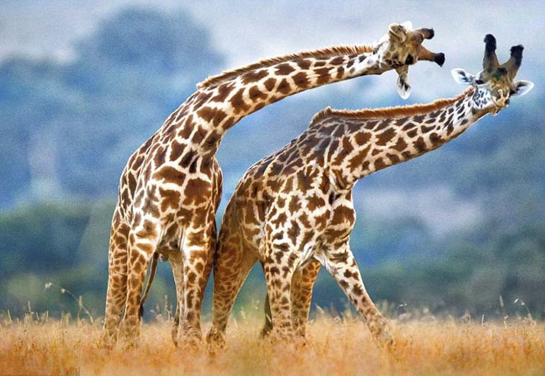  长颈鹿脖子那么长，血压该有多高？不愧移动水塔的外号！