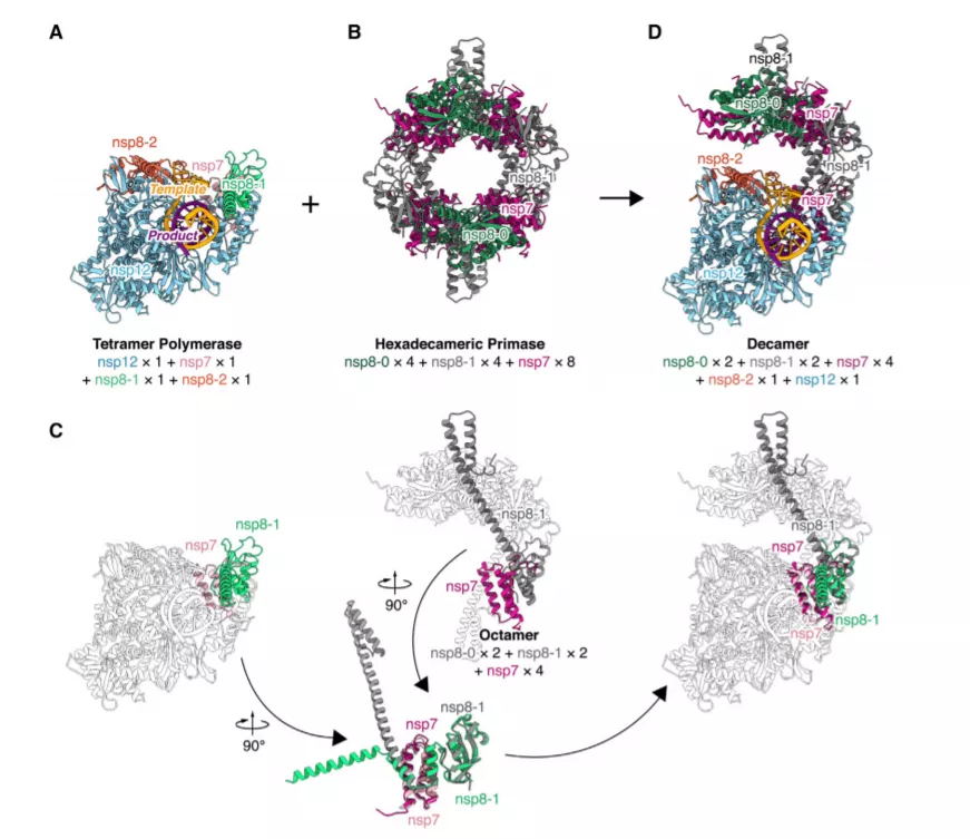 核糖核酸 上科大教授获达摩院青橙奖，解析新冠病毒RNA聚合酶的原子结构，将实验材料与全球共享，助力研发抗冠状病毒药物