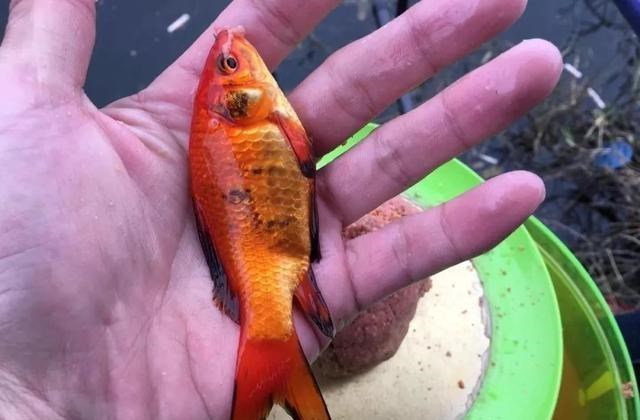 饵料|哪些淡水鱼最难吃？钓鱼人有“四不吃”，会钓鱼的人就是挑剔
