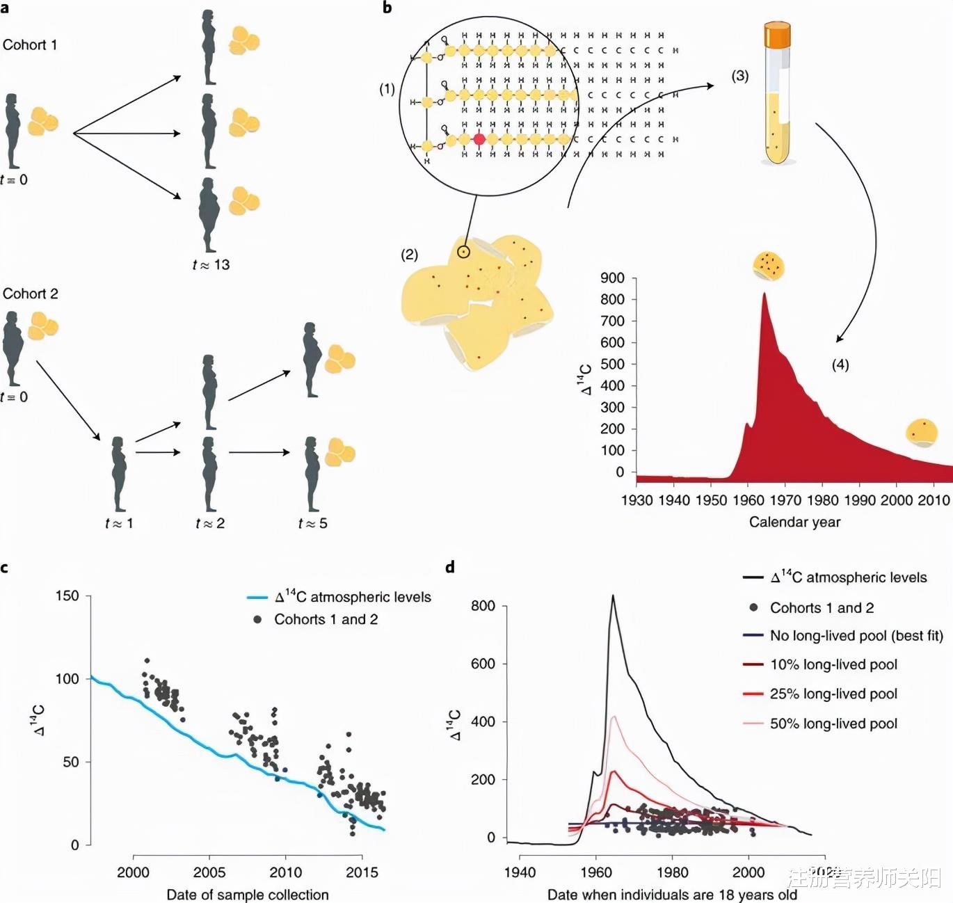 注册营养师关阳 如何逃过“中年肥胖”? 这三点很关键!