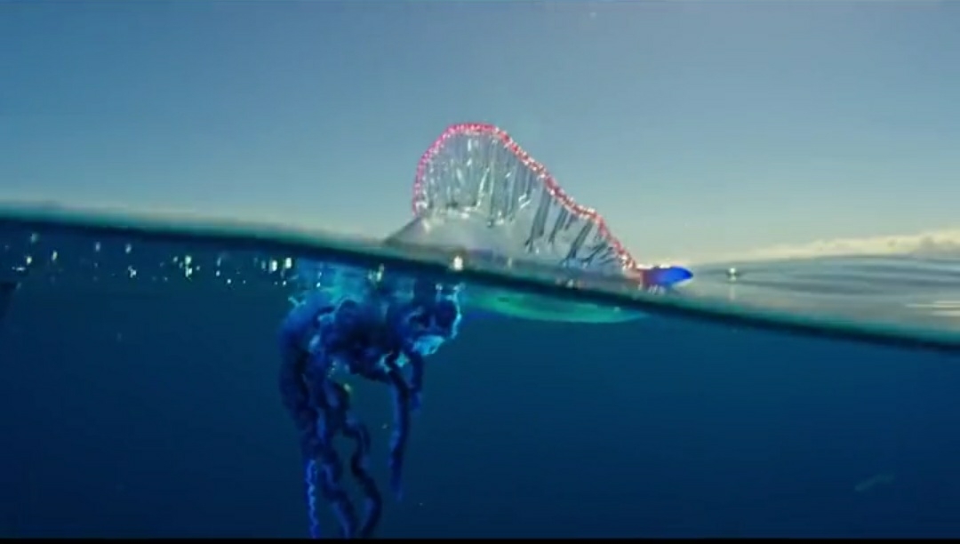 盗窃案 隐藏在深海中最凶残、狠毒的六种海洋生物！