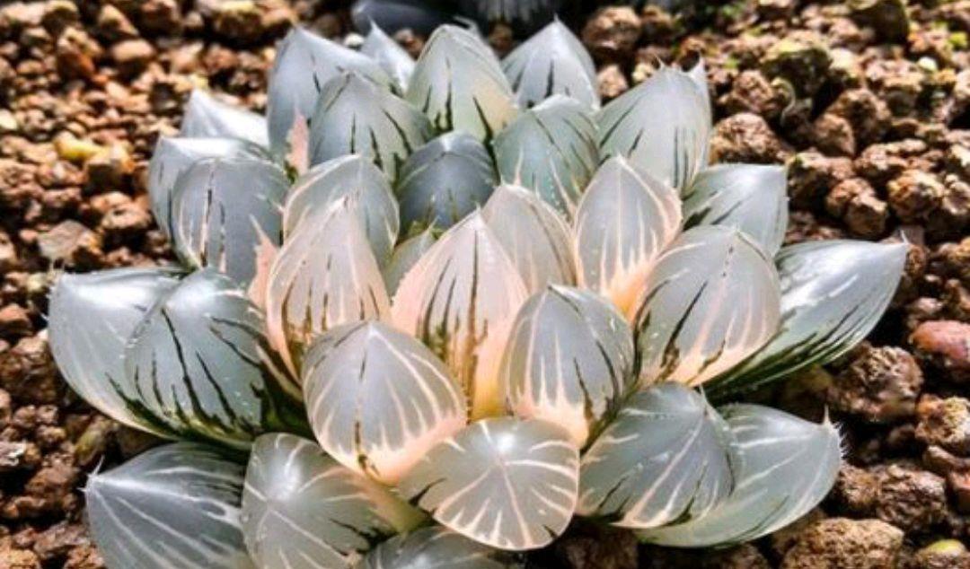 园艺印象|霓虹灯玉露像一颗璀璨的繁星，在玉露家族里熠熠发光