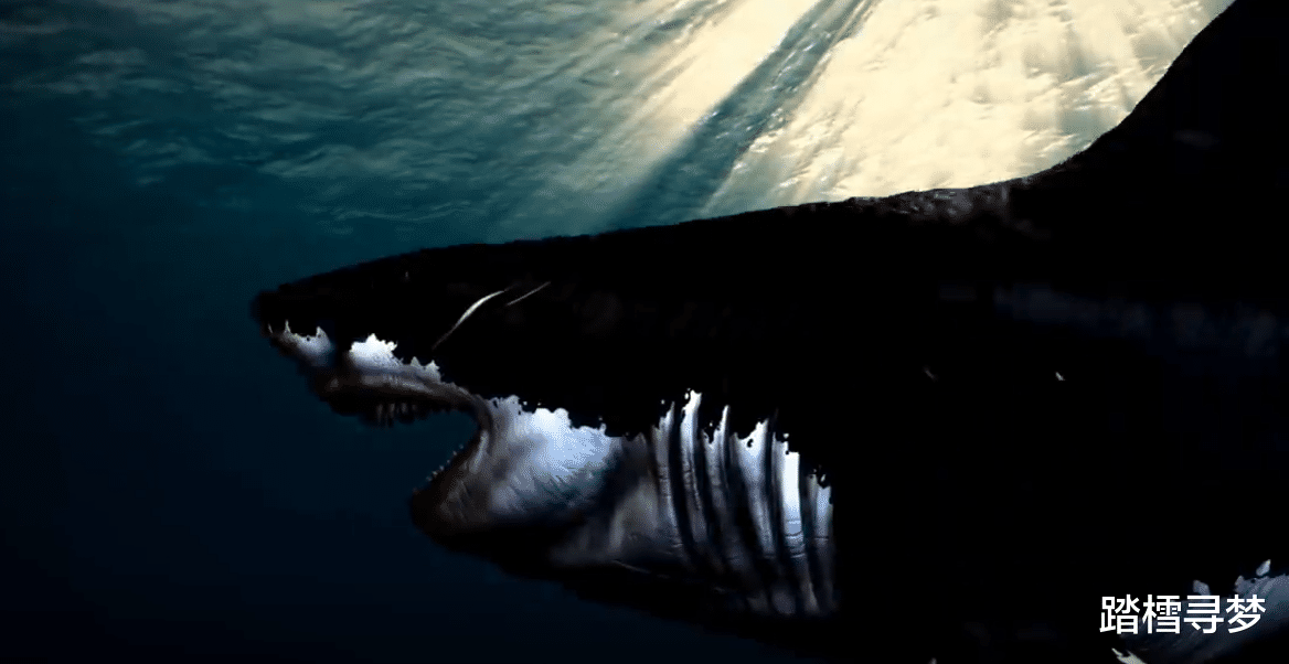 鲨鱼 巨齿鲨比我们想象的大两倍