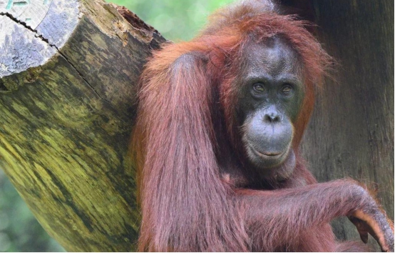 黑猩猩|第一个即将灭绝的类人猿，它们长得太像人类，曾被人们疯狂捕杀