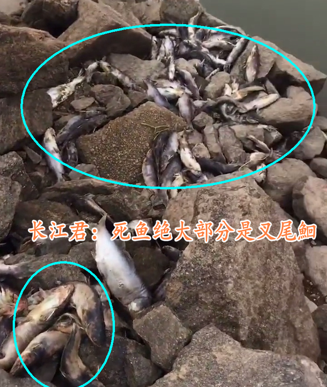 西江边出现许多死鱼,疑似被人捞起后丢弃,钓鱼人:太可恨