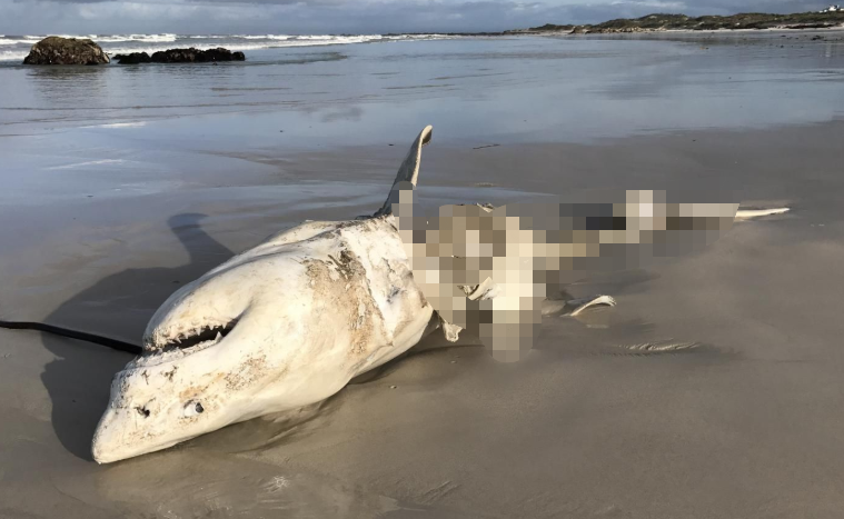 蚊子 鲨鱼进化之悲歌：被其他霸主欺负亿万年的感觉，你们人类不会懂的