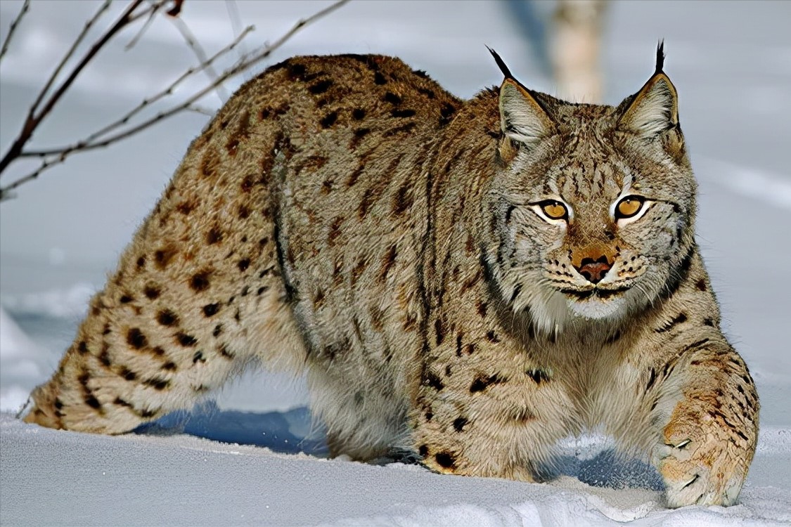 地球上最凶狠的6种野猫,狞猫能够一跃4米,猞猁竟敢单挑狼群?