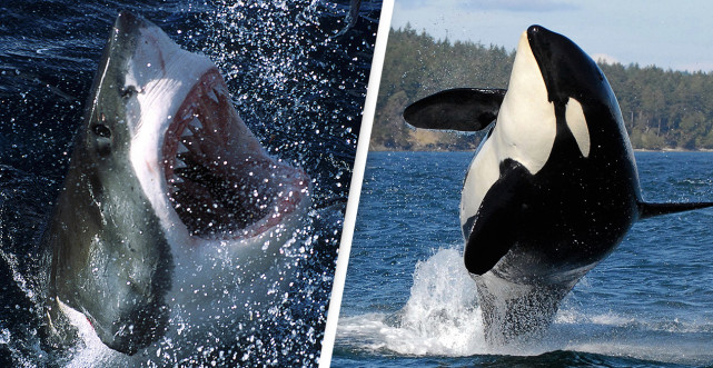 虎鲸 为什么大白鲨碰到虎鲸，只能乖乖被咬？撞翻窒息掏肝，一气呵成