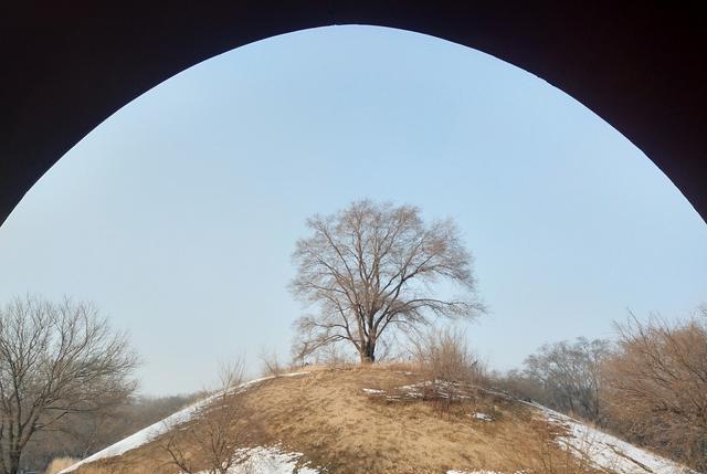 怡此情怡此景 沈阳有一颗树“很牛”，长在5A景区的核心地区，游客看了也佩服