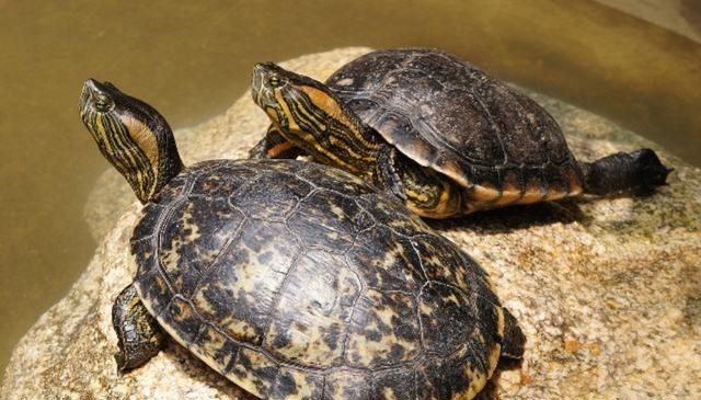 纳米|乌龟为何成为了科学家的“噩梦”？生物进化论中的一桩“悬案”