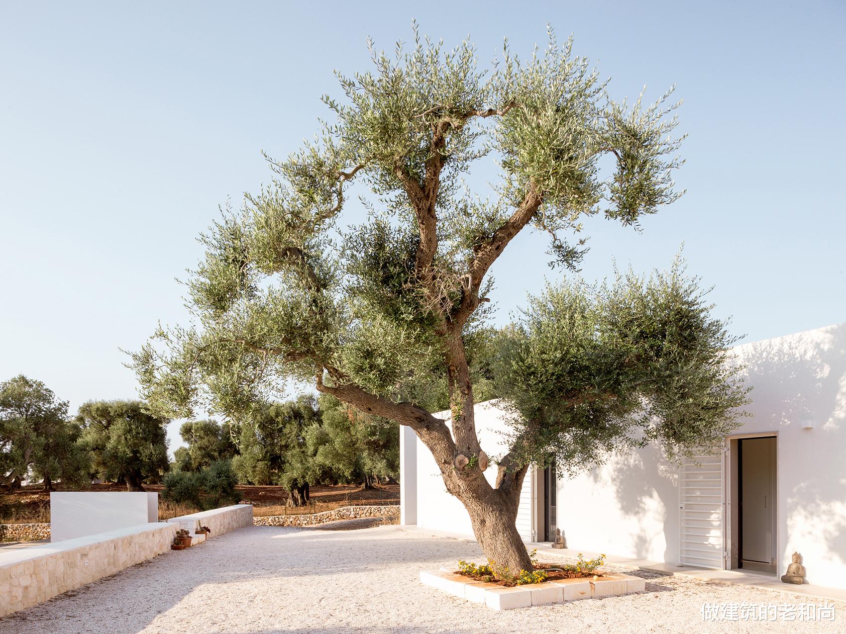 做建筑的老和尚 以百年橄榄树为中心的住宅：建筑体块为其旋转，室内外界限被模糊