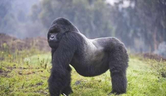 猩猩|人类这么弱，连猩猩都打不过，人类祖先是怎么活下来的？