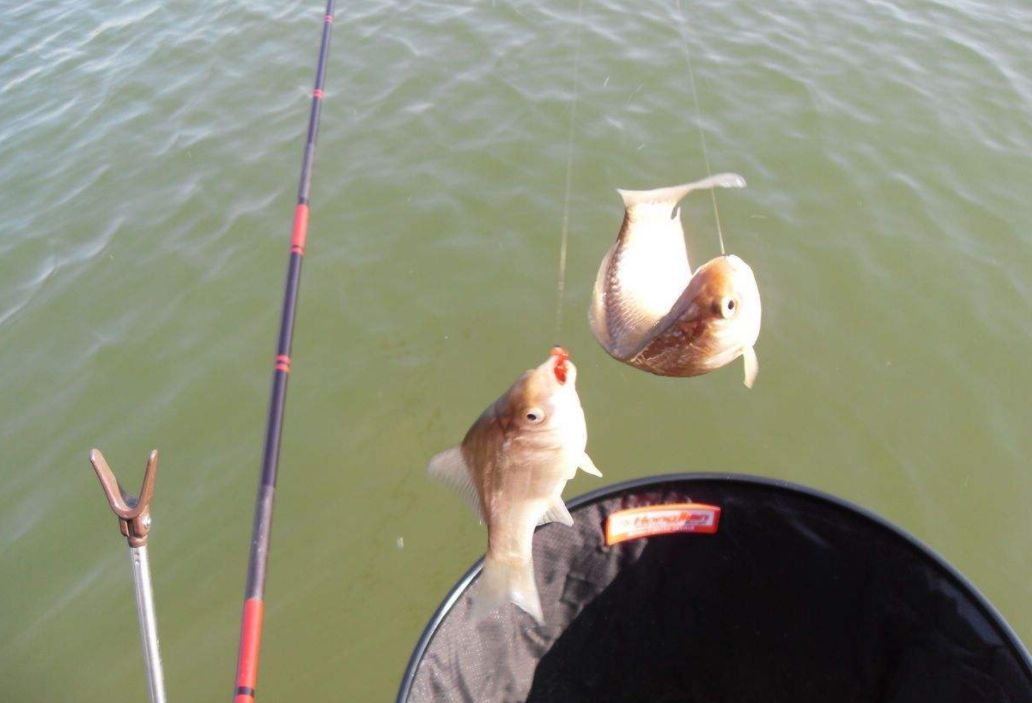 中小学|钓点、打窝、窝料和钓饵，做到这三点，野钓鲤鱼一点也不难