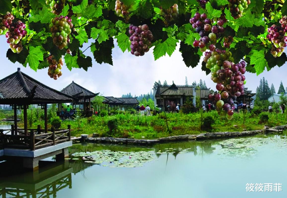 筱筱雨菲|为什么以前很火的“稻田养鱼”，现在没有农民愿意干了？五个难题未解决