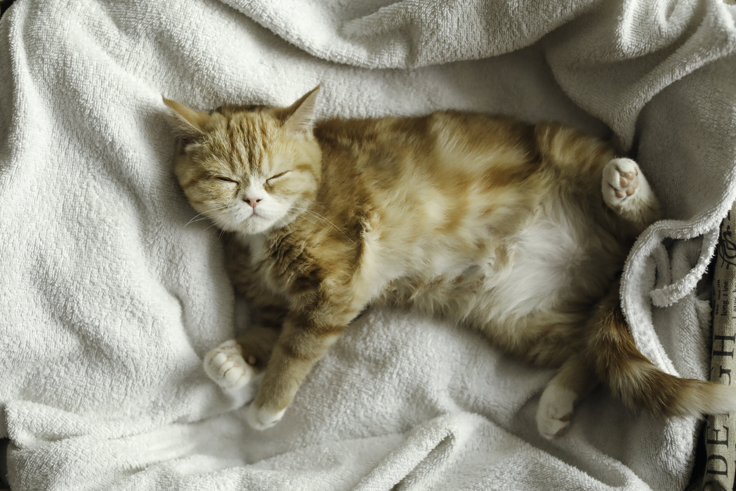 鲸头鹳 鲸鱼一天只睡7分钟，而为什么大多数鱼一辈子都不用睡觉？