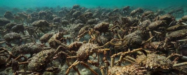 海洋生物 帝王蟹如果入侵全世界有多可怕?可以靠吃来“拯救世界”?