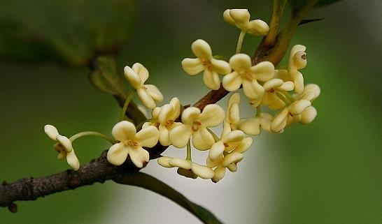 京跃伟哥|3种“吉利花”，越养越贵，能活上百年，给再多钱也不换