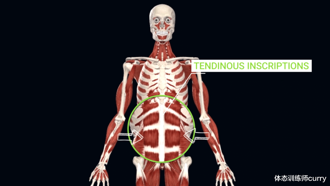 腹肌锻炼|没人告诉过你的8个「腹肌」冷知识，练腹前必看！