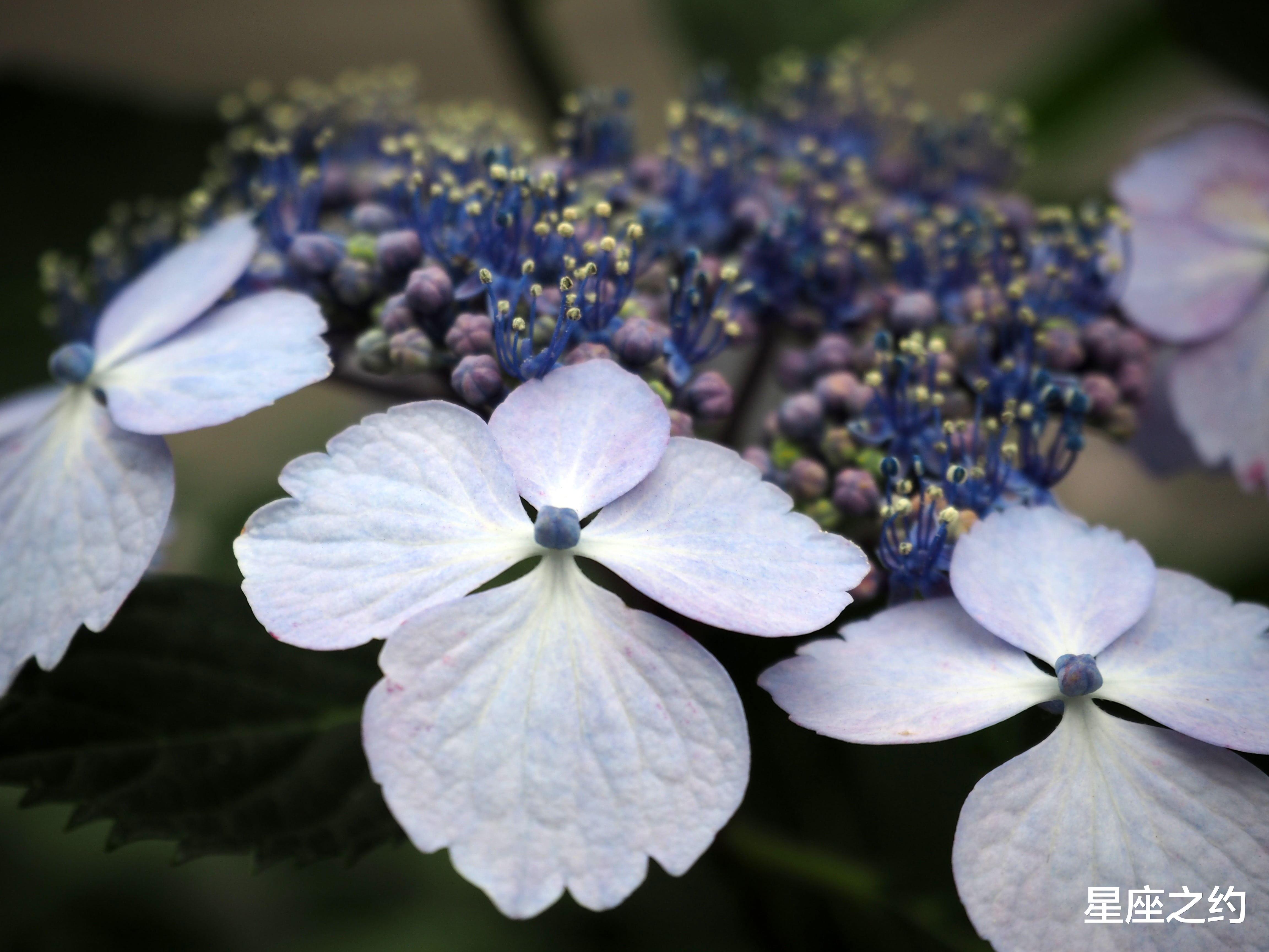 贾玲|2月23日星座运势：双子感情甜蜜，天秤理清思路，双鱼执行力强