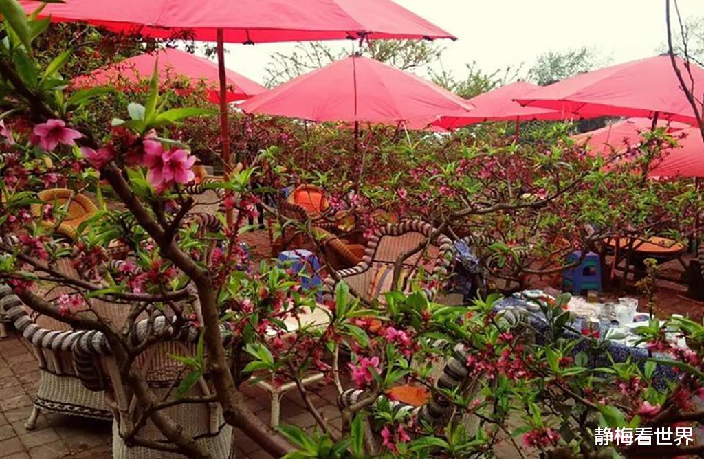 湖北 成都又一“春游地”火了，1700万株桃花绽放，日接待量上万人