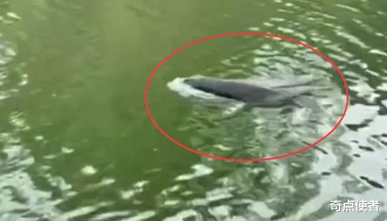 中国国际进口博览会|误闯杭州的东亚江豚已死亡！生前每20秒出水一次，它经历了什么？