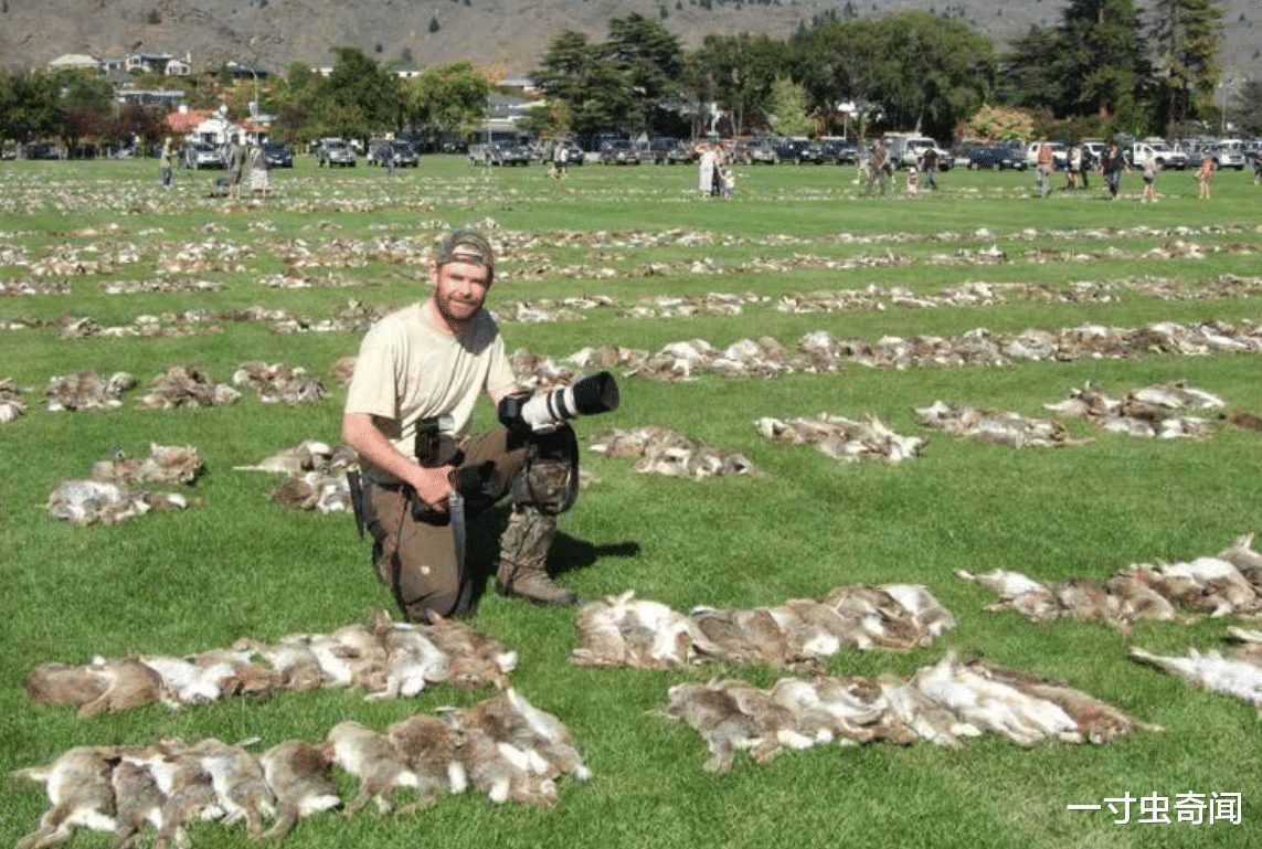 兔子 24只兔子61年繁殖百亿，味美又能生的兔子，咋就没成人类主要肉食