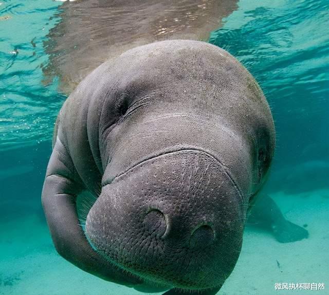 科学家 近现代灭绝于西方文明中的动物超过300种，盘点其中最著名的11种