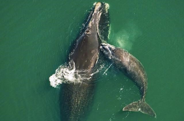 鲸鱼 露脊鲸为何有1000斤的睾丸？比蓝鲸重20倍，都是“多夫多妻”闹的