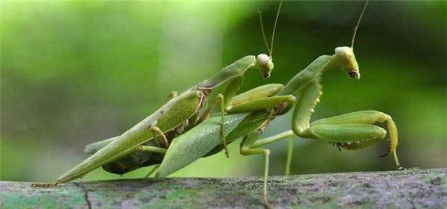 爱因斯坦 “螳螂”交配完以后，母螳螂会把它的“丈夫”吃掉，这是为什么