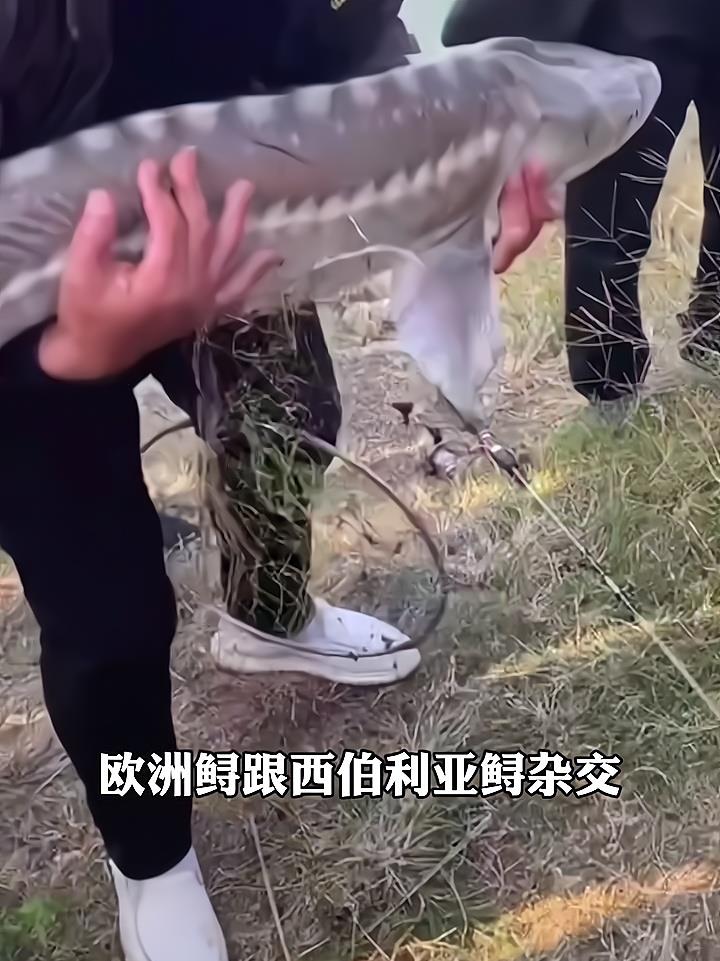 男子钓到“中华鲟”引热议,专家称是外来鲟,其实真是中华鲟?