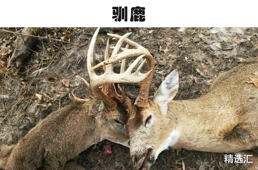 鹿豚的牙齿可能戳死自己吗?5种会被自己“杀”死的动物