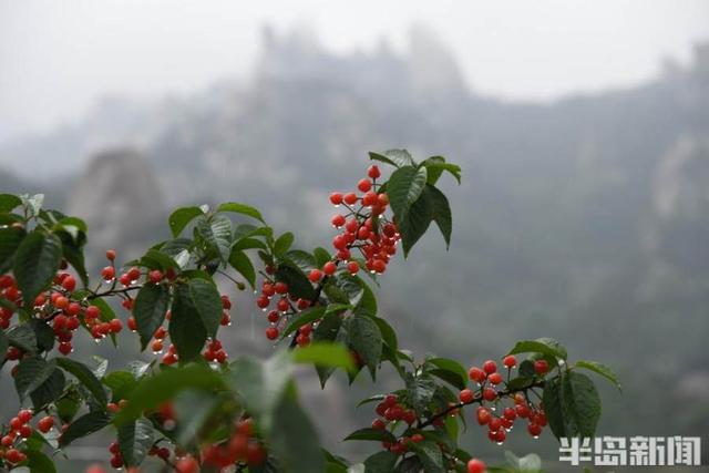 半岛新闻客户端 一树樱桃带雨红
