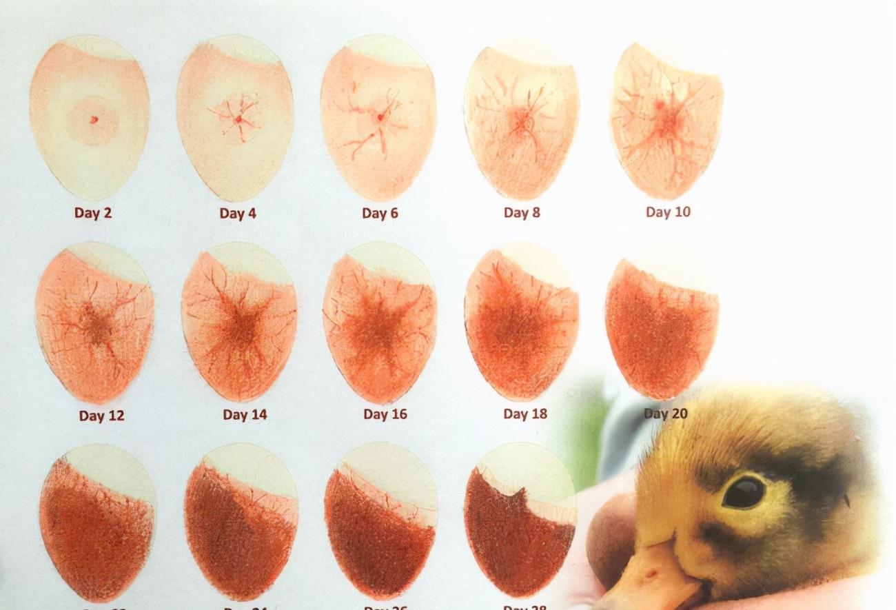 化石燃料 鹅与鸭杂交会有后代吗？已有人做过实验，这或许是条致富之路呢
