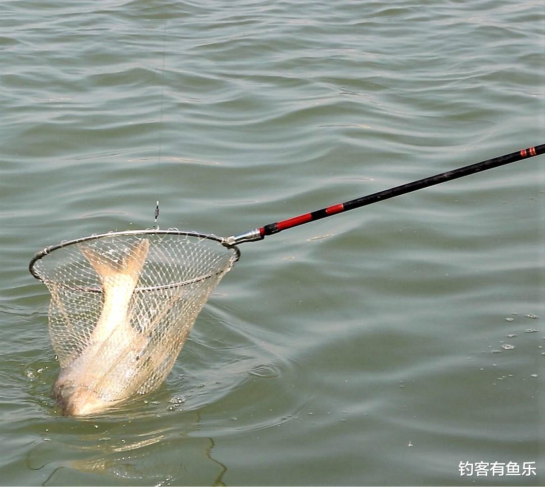 饵料|垂钓鲢鱼和鳙鱼，其用饵各不相同，正确选择钓点，渔获量翻番