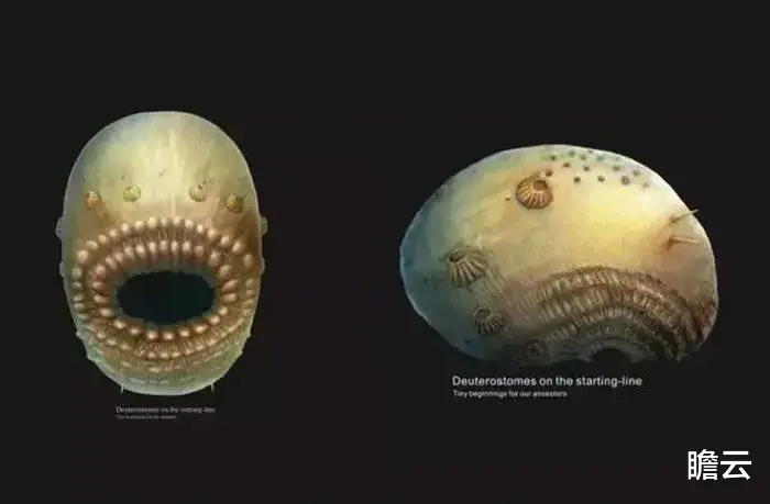 长达40亿年的生命历程,人类是如何一步步进化来的?(人类进化极简史)