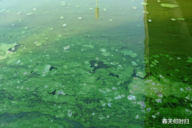 千岛湖危机：60年“以鱼保水”，鲢鳙成功臣！为何水体营养化加剧
