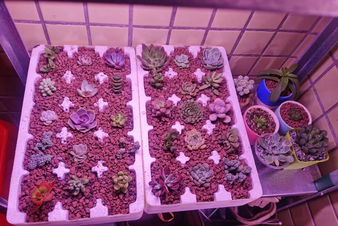 说说家装那点事儿|补光灯有哪些作用？补光灯使用攻略，正确应用，多肉更健康