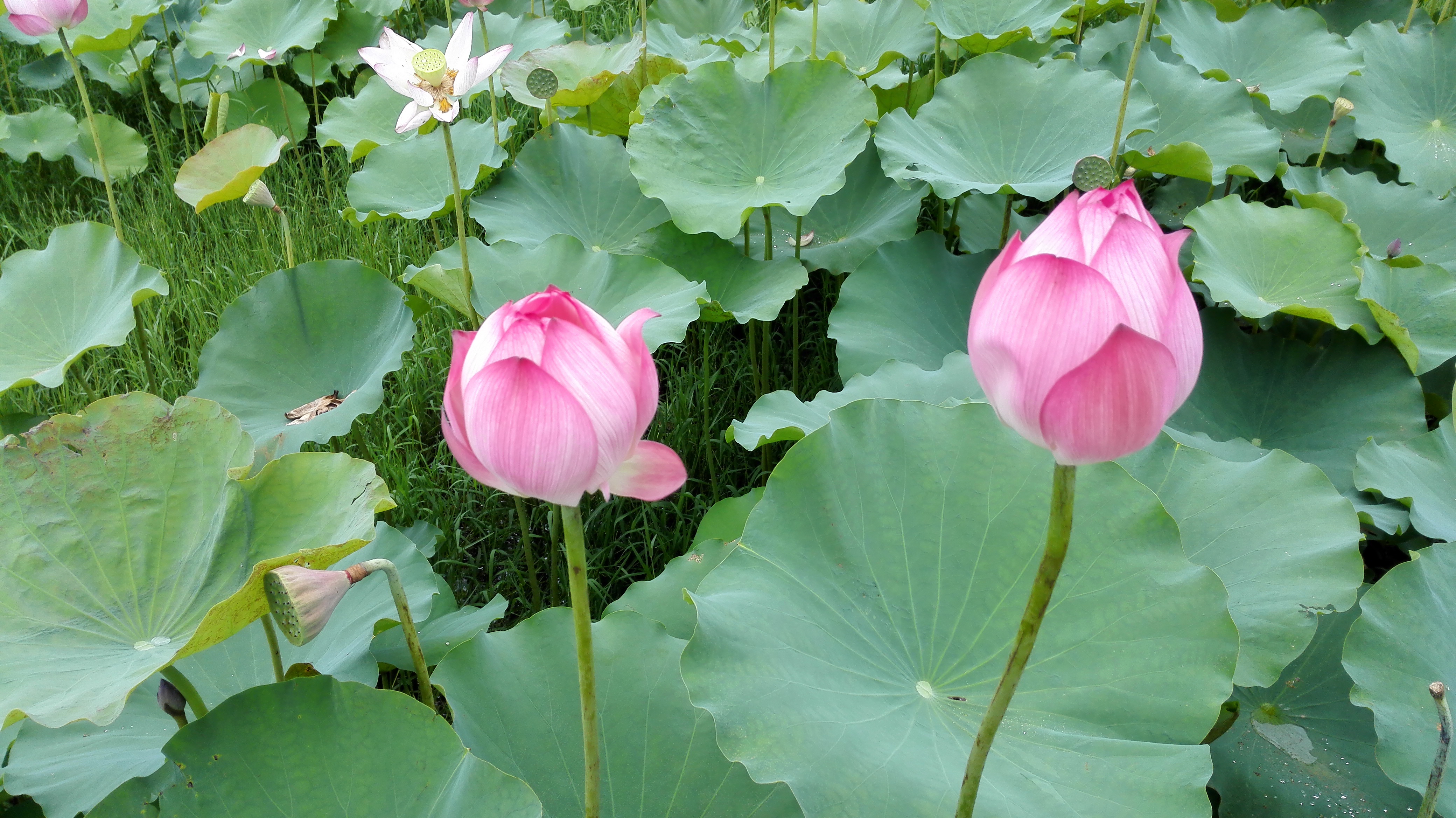 幸福向阳花|美丽总在不经意间