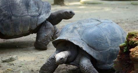 奶豆说育儿|好可怕！草食动物开始吃肉了，野生乌龟捕食雏鸟，一口咬死