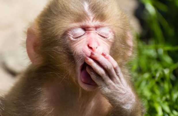 微生物 天空为什么是蓝色的？动物为什么会打哈欠？它们认路本领哪里学的