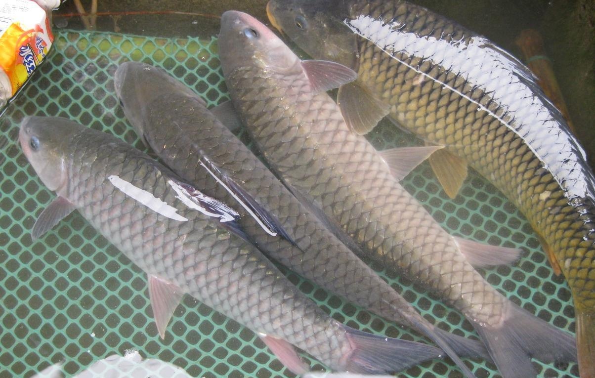 |钓鱼人的福音，贵到吃不起的淡水鱼，钓到不是发财就是罚款.