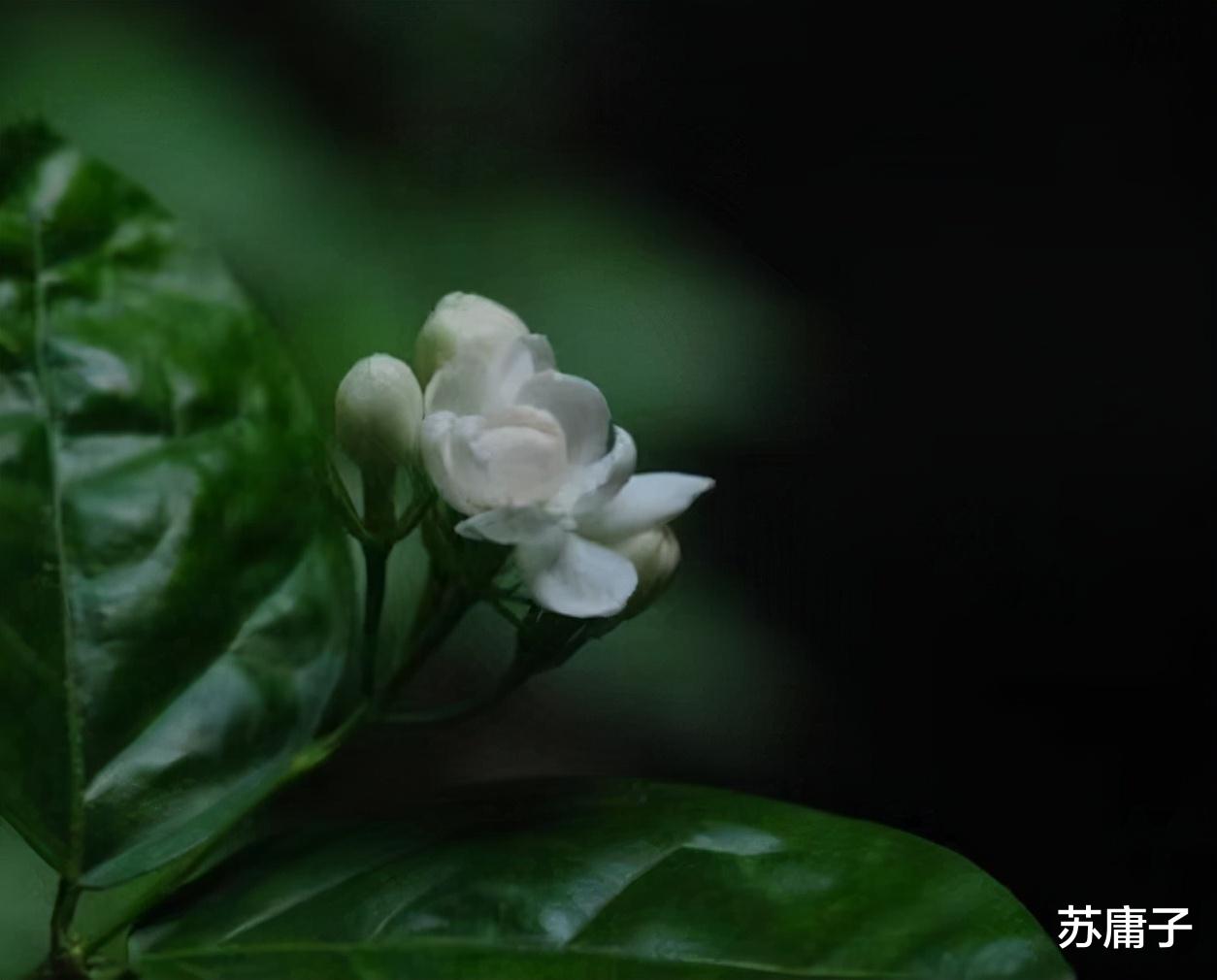 苏庸子 爱上有家室的人,牢记这3个忠告,结局才会美好