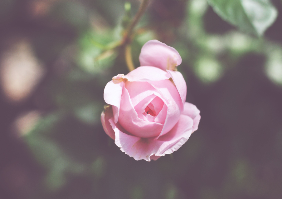 生肖|6月底，桃花包围，姻缘出没，3生肖满心欢喜，寻得挚爱，余生不散