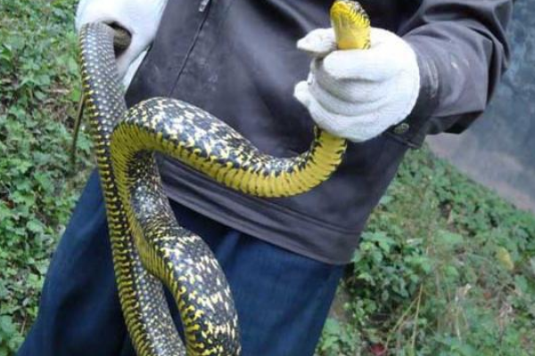 毒蛇 “臭名远扬”的菜花蛇，食性霸道生性凶猛，为何还会招人喜欢