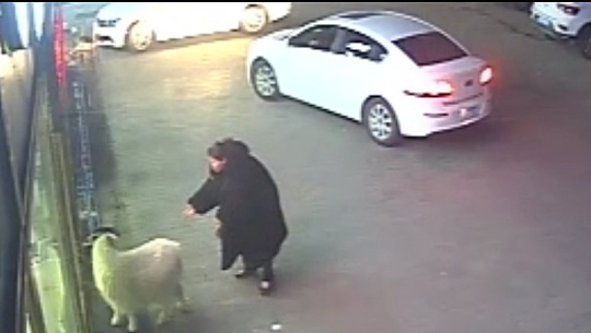 风铃快讯 顺手牵羊！女子路边“捡”了一只羊，抱上车后溜之大吉