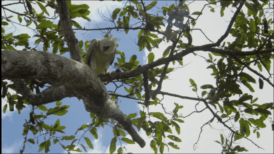 后代 美洲最大猛禽：被它盯上就等于死亡，除了人类它没有天敌！
